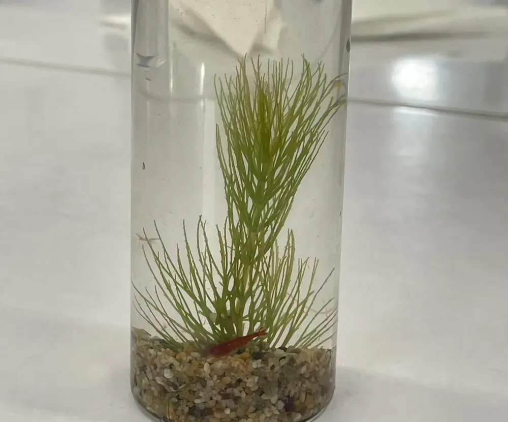 玻璃瓶裡鋪著小石子,插著一株水草,是孩子完成的生態瓶